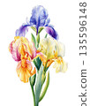 Iris flower watercolor bouquet with purple peach and creamy yellow blooms and long green leaves isolated on white 135596148