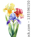 Iris flowers watercolor bouquet with blue purple yellow and red blooms and tall green leaves isolated on white background 135596150