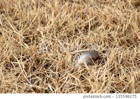 枯草上的鳥羽 135596275