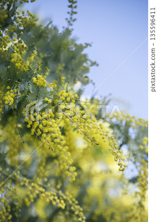 藍天下盛開的含羞草花簇，柔和的散景背景（垂直） 135596411
