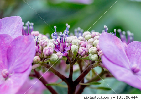 Flower hydrangea flower Flower hydrangea flower 135596444