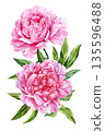 Pink peony watercolor bouquet lush blossoms and green leaves isolated on white for romantic floral decor and wedding stationery 135596488