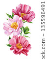 Pink peony watercolor branch, three blooming flowers and green leaves isolated for spring botanical decor and greeting cards 135596491
