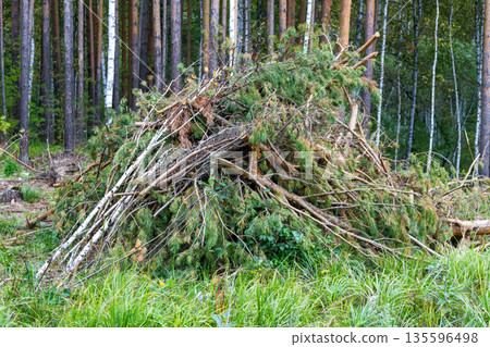 Pile of tree branches in a forest Pile of tree branches in a forest 135596498