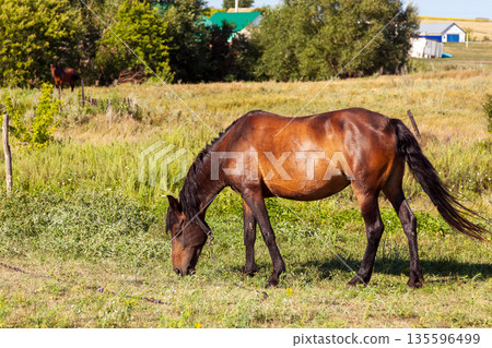 horse in the field horse in the field 135596499