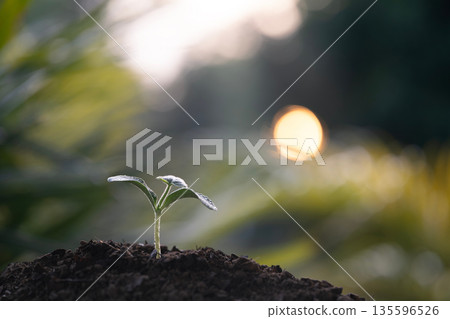 Small growing plant with bokeh light from sunlight Small growing plant with bokeh light from sunlight 135596526