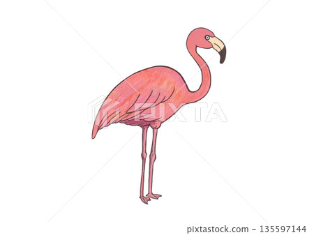 火烈鳥 135597144