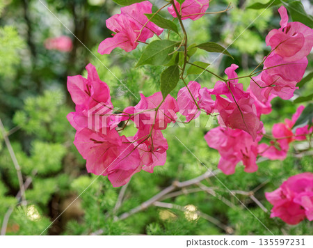 Tropical shrub bougainvillea in plant greenhouse Tropical shrub bougainvillea in plant greenhouse 135597231