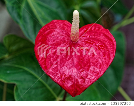Tropical plant Anthurium flower of the Araceae family Tropical plant Anthurium flower of the Araceae family 135597293