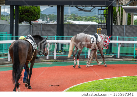賽馬風光 135597341
