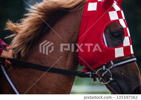 賽馬風光 135597362