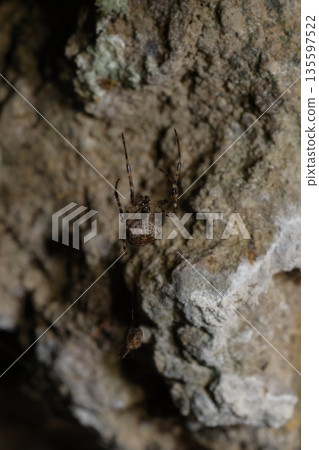 Tetragnathid spider Metellina minima. Tetragnathid spider Metellina minima. 135597522