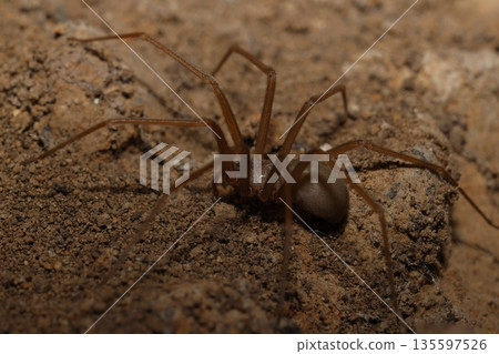 Mediterranean recluse spider. Mediterranean recluse spider. 135597526