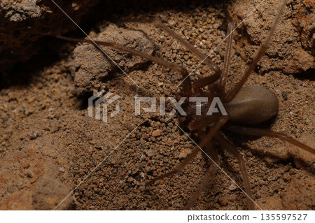 Mediterranean recluse spider. Mediterranean recluse spider. 135597527