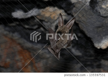 Canary long-eared bat caught in a net. 135597531
