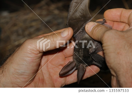 Canary long-eared bat captured for study. Canary long-eared bat captured for study. 135597533