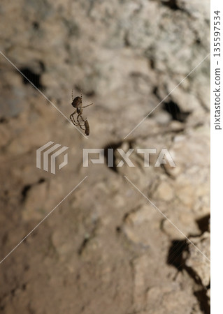Tetragnathid spider with a prey. 135597534