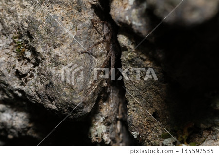 Spider hidden in a crack. 135597535
