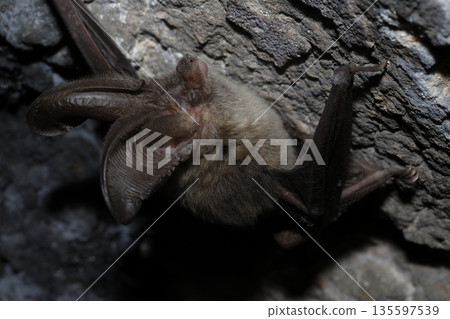 Canary long-eared bat. Canary long-eared bat. 135597539