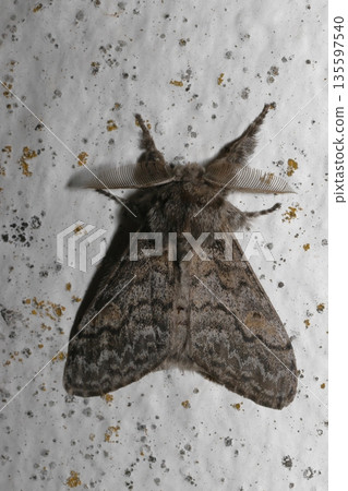 Male moth Calliteara fortunata. 135597540