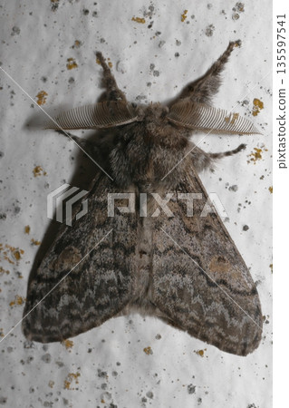 Male moth Calliteara fortunata. Male moth Calliteara fortunata. 135597541