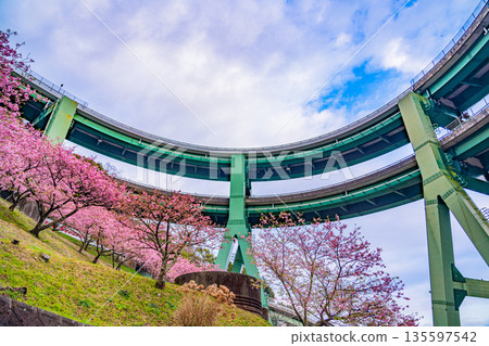 (靜岡縣)河津櫻花,河津楠崎環橋 (靜岡縣)河津櫻花,河津楠崎環橋 135597542