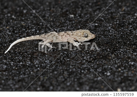 Juvenile Tenerife gecko. Juvenile Tenerife gecko. 135597559