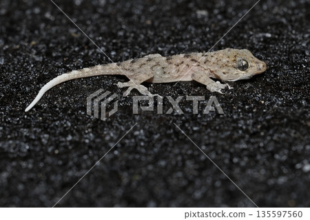 Juvenile Tenerife gecko. Juvenile Tenerife gecko. 135597560