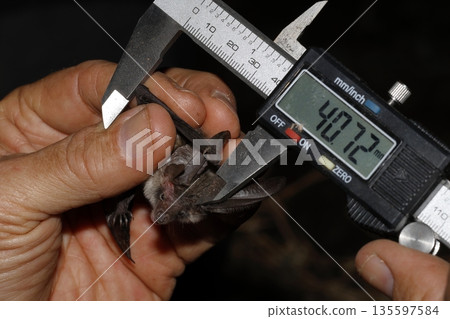 Taking measurements of a Canary long-eared bat. 135597584