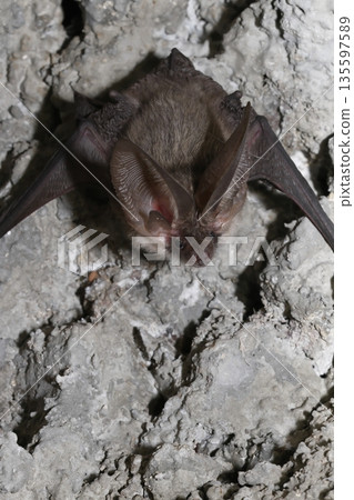 Canary long-eared bat. Canary long-eared bat. 135597589
