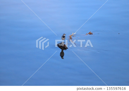 White wagtail perched on a pebble in a winter river White wagtail perched on a pebble in a winter river 135597616