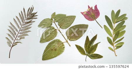 Pressed and dried leaves, flowers isolated on white background. For use in floral patterns, herbariums, scrapbooking. Pressed and dried leaves, flowers isolated on white background. For use in floral patterns, herbariums, scrapbooking. 135597624