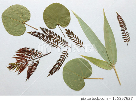 Pressed and dried leaves, flowers isolated on white background. For use in floral patterns, herbariums, scrapbooking. 135597627