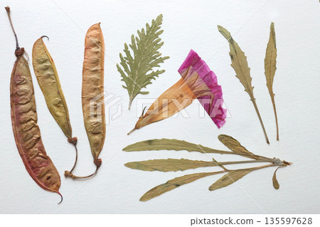 Pressed and dried leaves, flowers isolated on white background. For use in floral patterns, herbariums, scrapbooking. Pressed and dried leaves, flowers isolated on white background. For use in floral patterns, herbariums, scrapbooking. 135597628