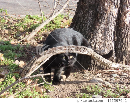 一隻貓試圖爬樹，但失敗了。 135597641