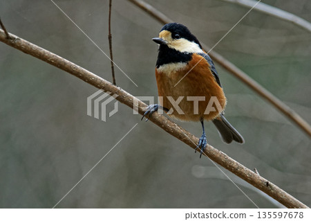 山雀棲息在樹枝上 135597678
