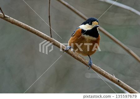 Yamagara停在樹枝上 135597679