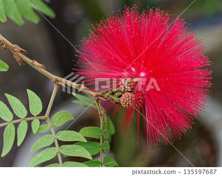 Flower of leguminosae Flower of leguminosae 135597687
