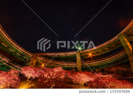 (Shizuoka Prefecture) Kawazu cherry blossoms in bloom, Kawazu Nanataki Loop Bridge (after sunset) (Shizuoka Prefecture) Kawazu cherry blossoms in bloom, Kawazu Nanataki Loop Bridge (after sunset) 135597699