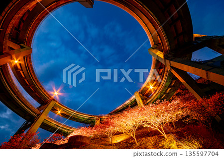 (Shizuoka Prefecture) Kawazu cherry blossoms in bloom, Kawazu Nanataki Loop Bridge (after sunset) 135597704
