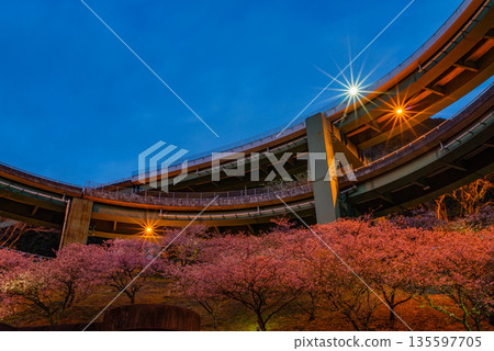 (靜岡縣)河津櫻花盛開,河津七瀧環橋(日落後) (靜岡縣)河津櫻花盛開,河津七瀧環橋(日落後) 135597705