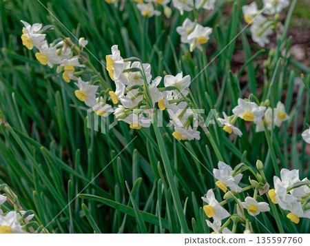早春鮮花,水仙花盛開 早春鮮花,水仙花盛開 135597760
