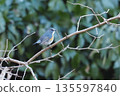 棲息在樹枝上的紅腹藍尾魚 135597840