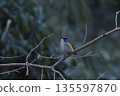 Red-flanked bluetail perching on a branch 135597870