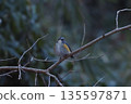 Red-flanked bluetail perching on a branch 135597871