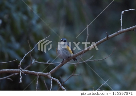 Red-flanked bluetail perching on a branch 135597871