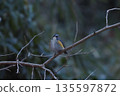 Red-flanked bluetail perching on a branch 135597872
