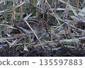 Common snipe searching for food 135597883
