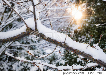 Snow-covered tree branches and winter sun Snow-covered tree branches and winter sun 135597903