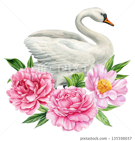 White swan with pink peonies watercolor illustration elegant floral bird composition isolated on white 135598037